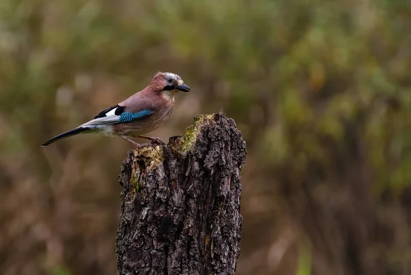 Eurasian Jay Close Wooden Trunk Forest — Stock Photo, Image