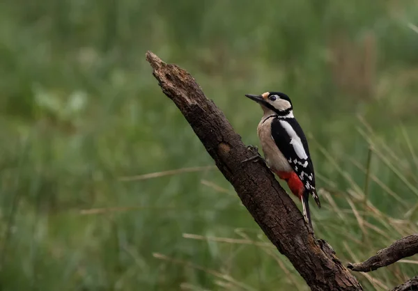 Great Spotted Woodpecker Perched Wood Trunk Grassland Background — Stock Photo, Image