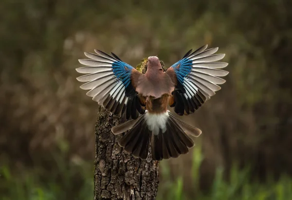 森で後ろから翼を広げたとカケス Garrulus にきび — ストック写真