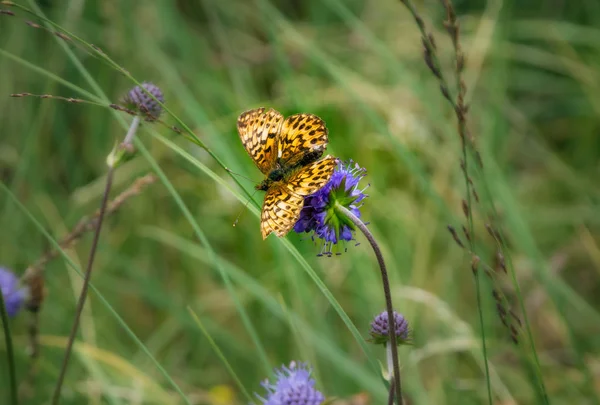 Papillon Fritillaire Titania Boloria Titania Sur Une Fleur Violette Dans Photos De Stock Libres De Droits