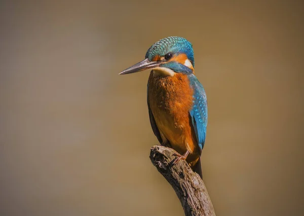 Kingfisher Perched Branch — Stock Photo, Image