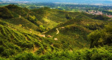 Col San Martino yakınlarındaki tepelerde Prosecco üzüm bağları, Treviso eyaleti, Veneto Bölgesi, İtalya