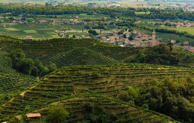 Treviso tepelerde Prosecco üzüm bağları, arka planda Col san Martino kasaba
