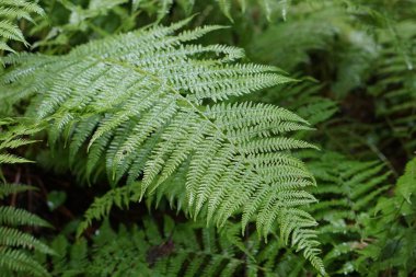 Ormanda eğreltiotu yaprakları