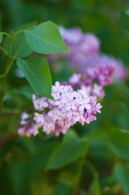 Çiçek leylak ağaç bahar bahçe