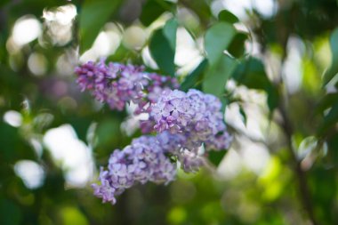 Çiçek leylak ağaç bahar bahçe