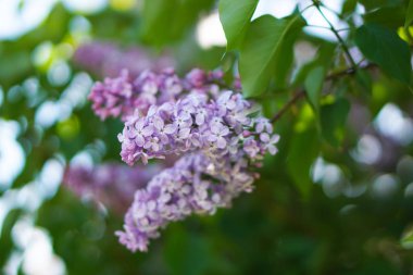 Çiçek leylak ağaç bahar bahçe