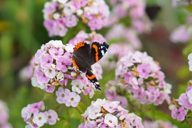 Kelebek çiçek nektarı içecekler