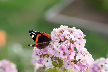Kelebek çiçek nektarı içecekler