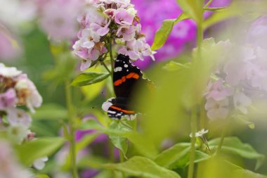 Kelebek çiçek nektarı içecekler