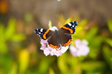 Kelebek çiçek nektarı içecekler