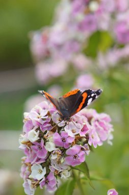 Kelebek çiçek nektarı içecekler