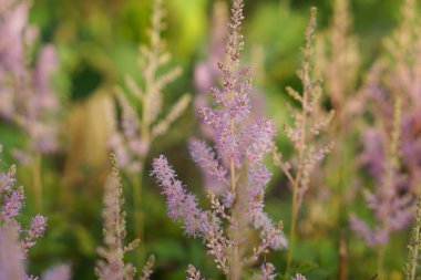 Çiçek Astilbes çiçek alanında