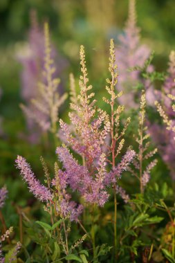 Çiçek Astilbes çiçek alanında