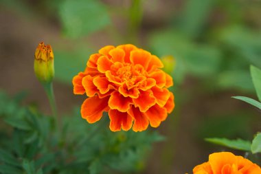 Kadife çiçekleri (Tagetes erecta, Meksika kadife çiçeği, Aztek kadife çiçeği, Afrika kadife çiçeği))