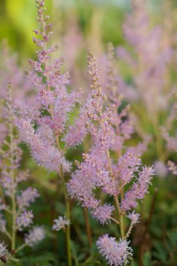 Çiçek Astilbes çiçek alanında                         