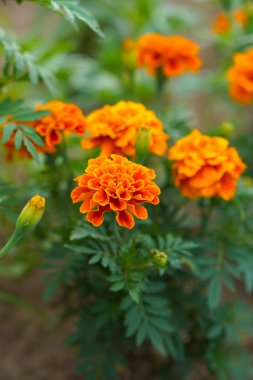 Kadife çiçekleri (Tagetes erecta, Meksika kadife çiçeği, Aztek kadife çiçeği, Afrika kadife çiçeği))