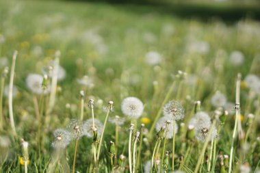Yaz Field'da çiçek açan karahindiba