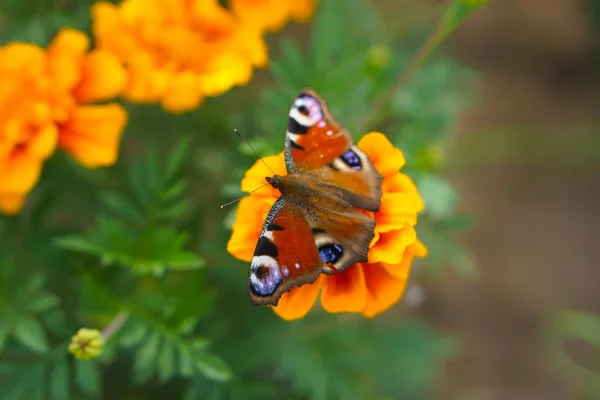 나비는 꽃에서 — 스톡 사진