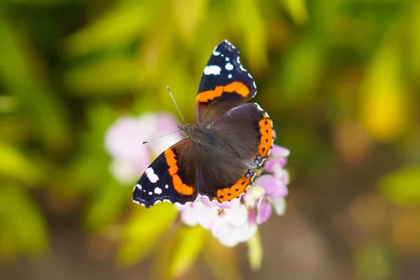 나비는 꽃에서 — 스톡 사진