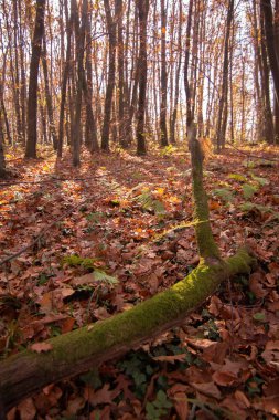 Sarı ağaçlardan oluşan sonbahar ormanı