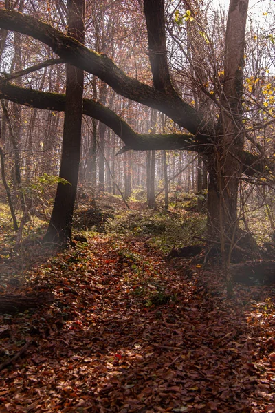 Осенний Лес Желтых Деревьев — стоковое фото
