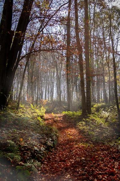 Осенний Лес Желтых Деревьев — стоковое фото