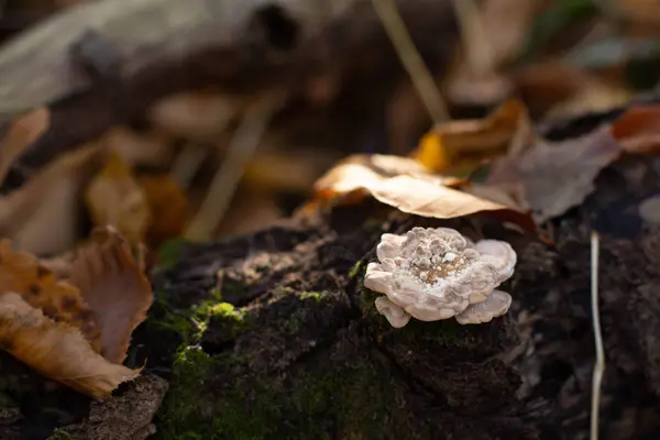 Foresta Autunnale Alberi Gialli — Foto Stock