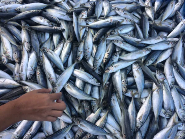 Färsk Fisk Marknaden Med Hand — Stockfoto