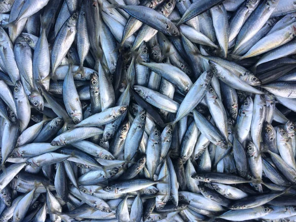 Färsk Liten Fisk Marknaden — Stockfoto