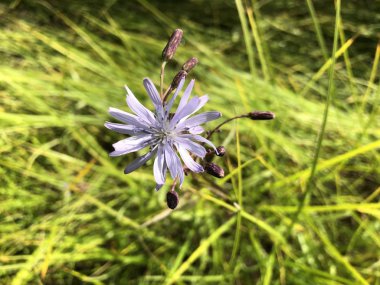 Sibirya Buryatia alanının çiçek