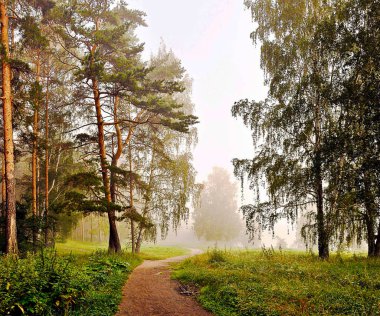 sonra yağmur yeşil sisli orman