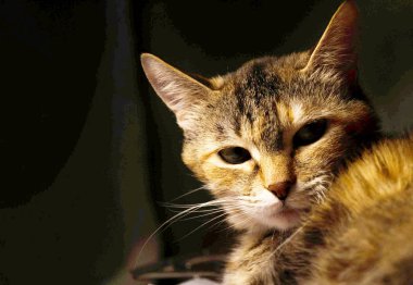 Uzanıp kameraya bakan bir kedi.