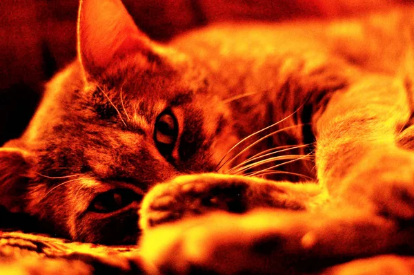 A close up of a cat lying on a bed — Stock Photo, Image