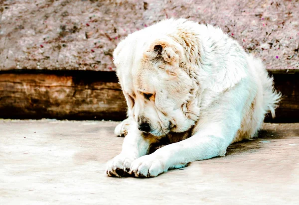 Alabai blanco se sienta triste — Foto de Stock