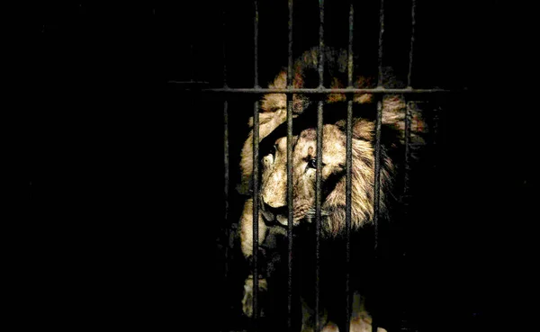 Lion dans une cage noire dans l'obscurité — Photo