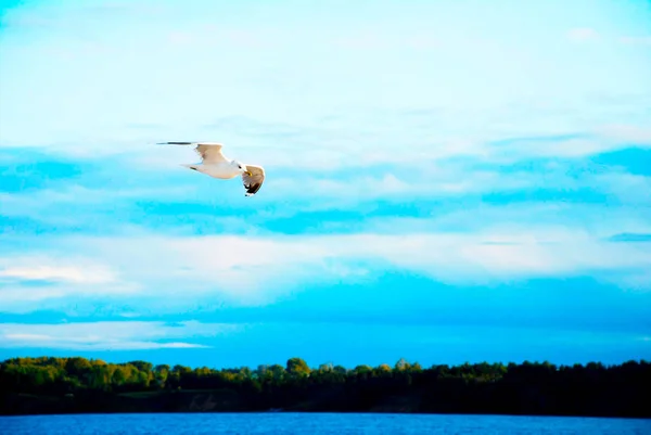 Un gabbiano vola sopra il mare blu — Foto Stock