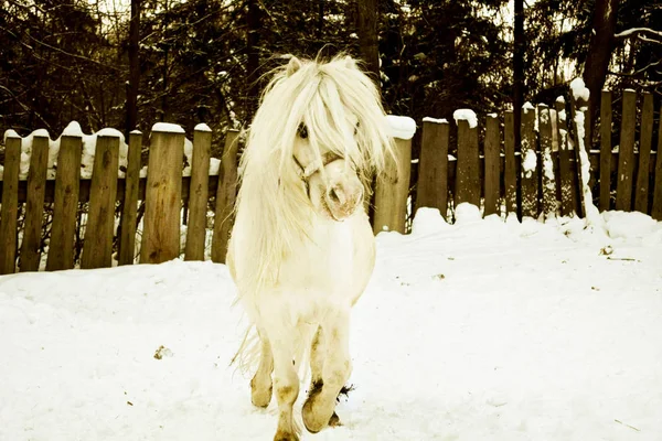 Beyaz at kar arasında — Stok fotoğraf