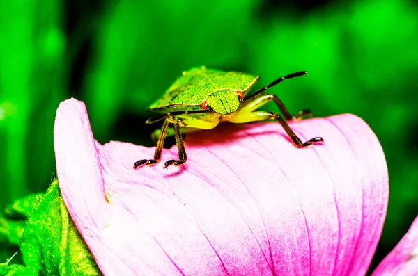 Coléoptère vert sur une feuille — Photo