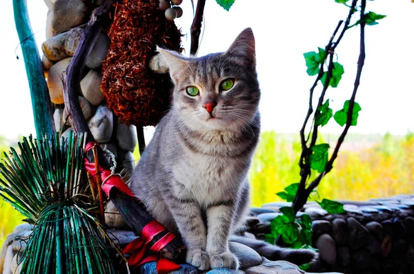 Szürke cirmos macska ül az ablakpárkányon zöld szemmel — Stock Fotó