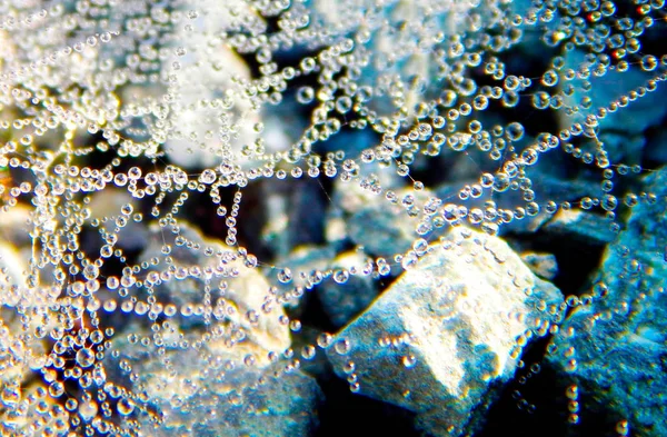 Cobwebs in droplets of water in the sun — Stock Photo, Image