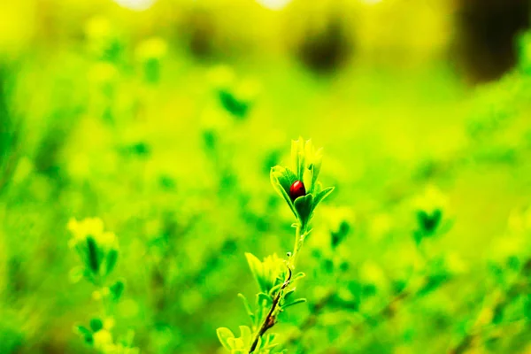 Katicabogár-zöld növény — Stock Fotó
