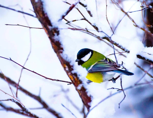 Um pássaro amarelo empoleirado em um galho de árvore — Fotografia de Stock