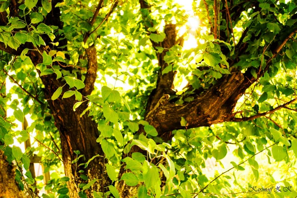 Un árbol en un bosque — Foto de Stock