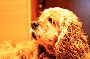 yakın bir yukarı bir cocker spaniel köpek