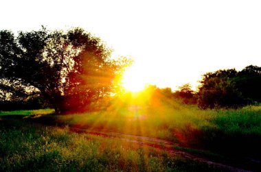 Gün batımının önünde bir ağaç