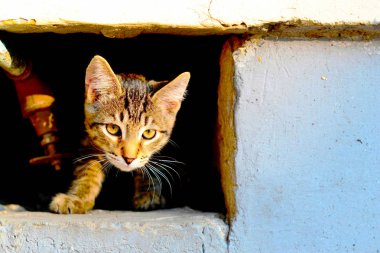 Binanın tepesinde oturan bir kedi.
