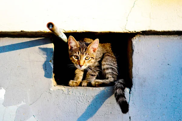 Le chat est assis au sous-sol de la maison — Photo