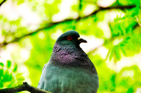 Yakın bir yukarıya-in yeşil çim bir güvercin — Stok fotoğraf