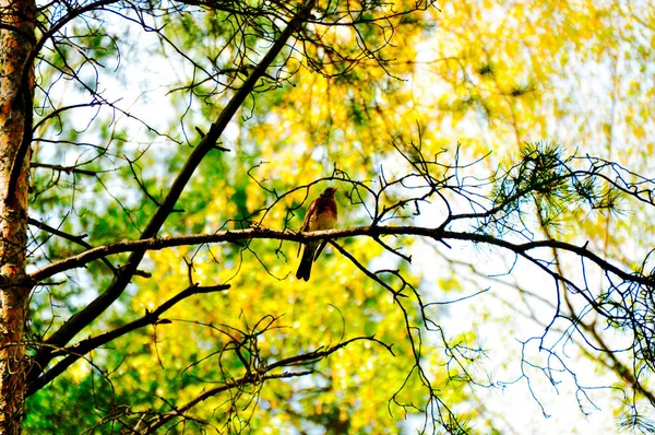 Un pájaro posado en una rama de árbol — Foto de Stock